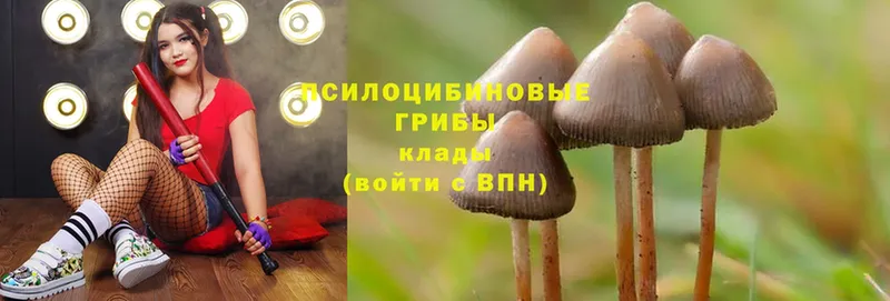 хочу   Ленинск  Псилоцибиновые грибы MAGIC MUSHROOMS 